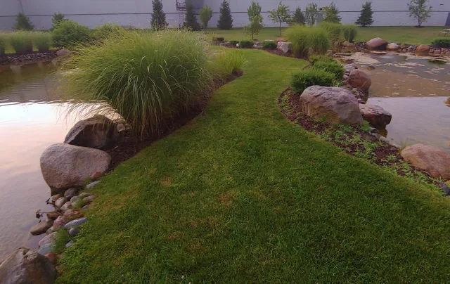 Grassy island path between two ponds with rocks and tall ornamental grasses along the edges.